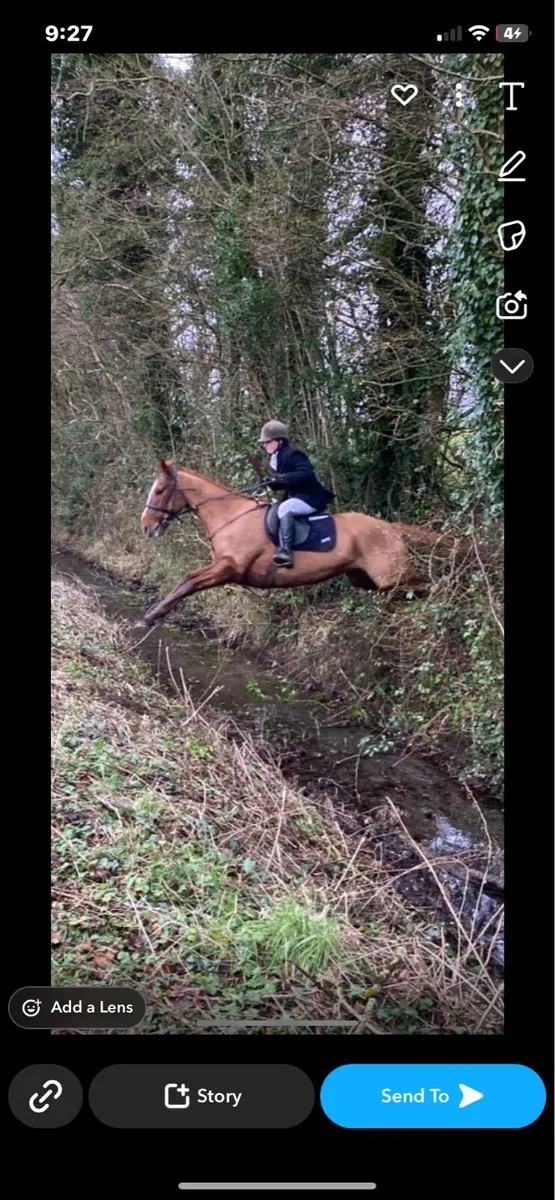 Thoroughbred gelding - Image 3