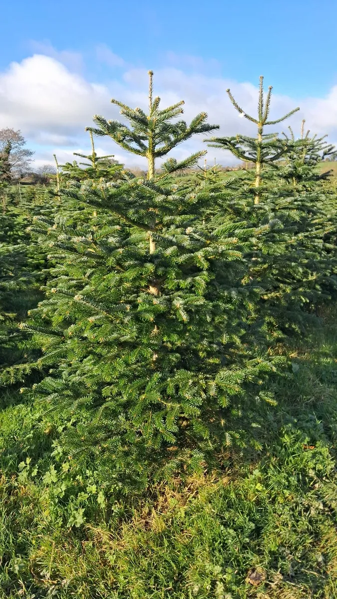 Normandes christmas trees - Image 1