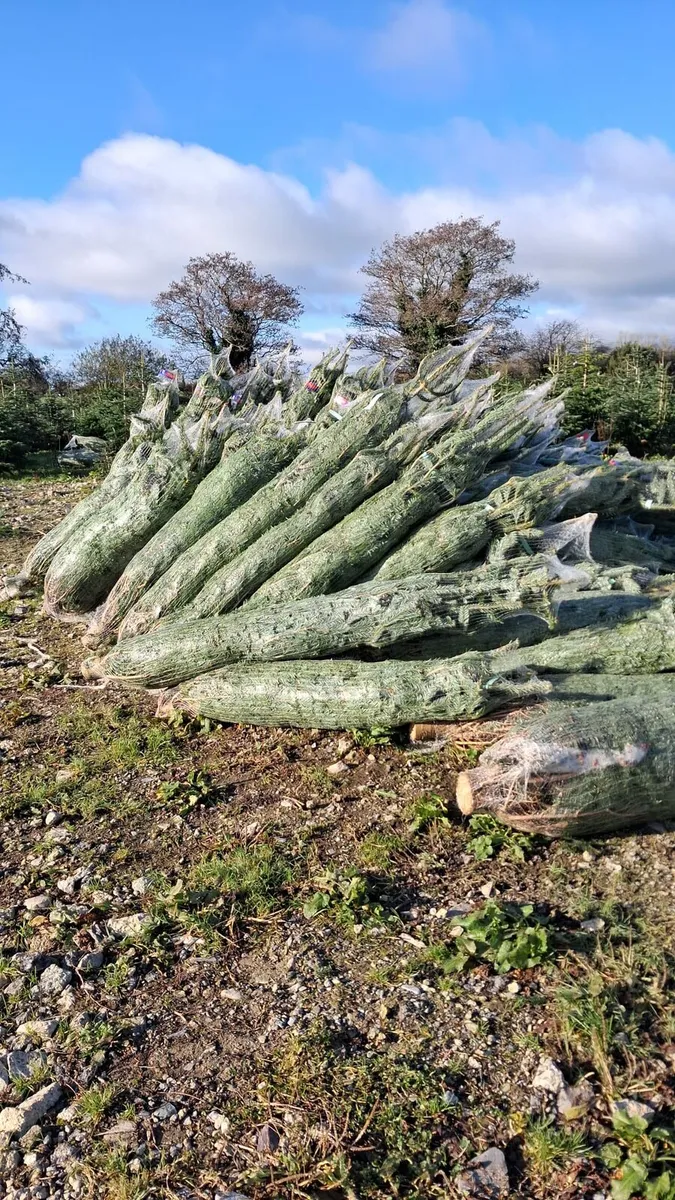 Normandes christmas trees - Image 2