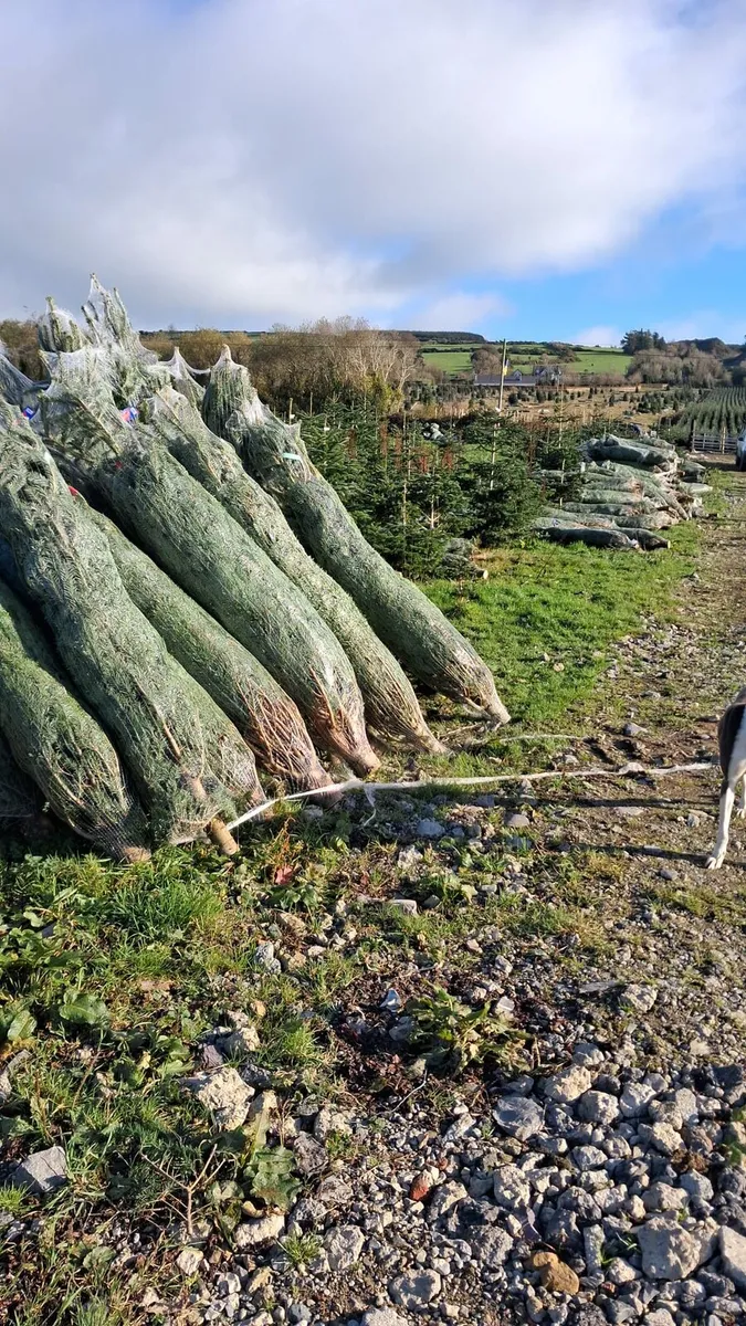 Normandes christmas trees - Image 3