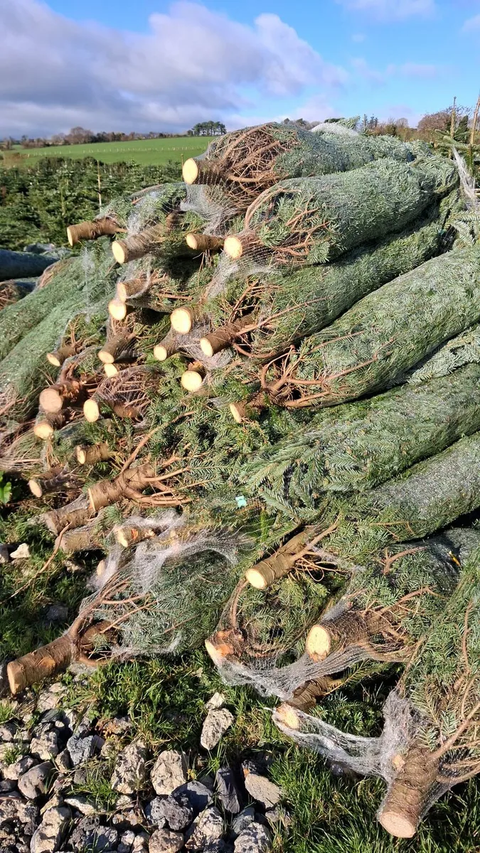 Normandes christmas trees - Image 4