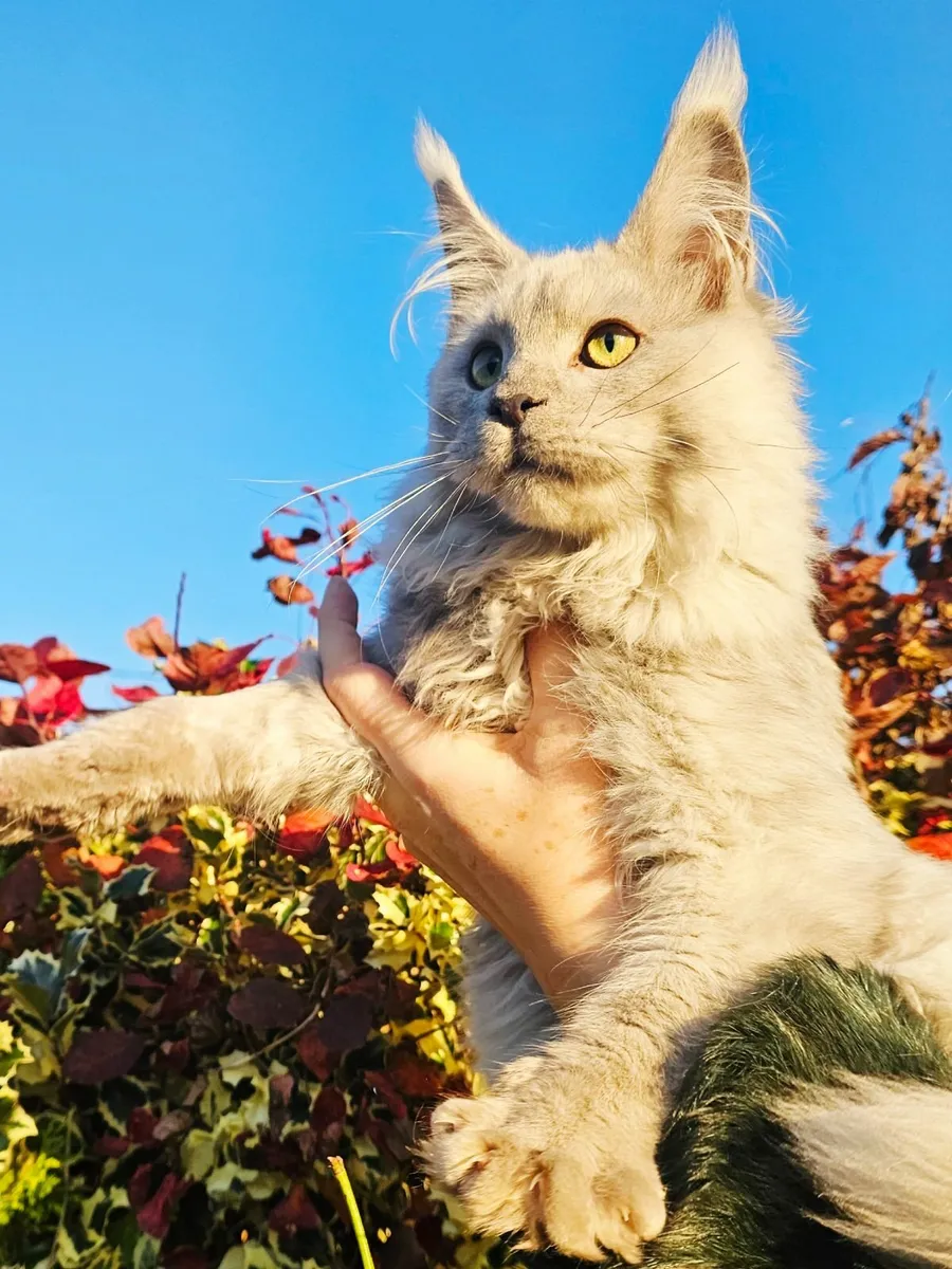 Maine coon male kitten - Image 2
