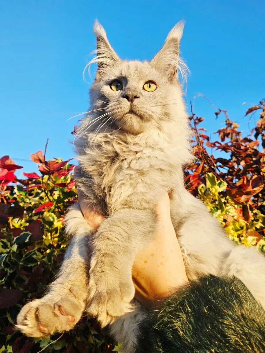 Maine coon male kitten - Image 3