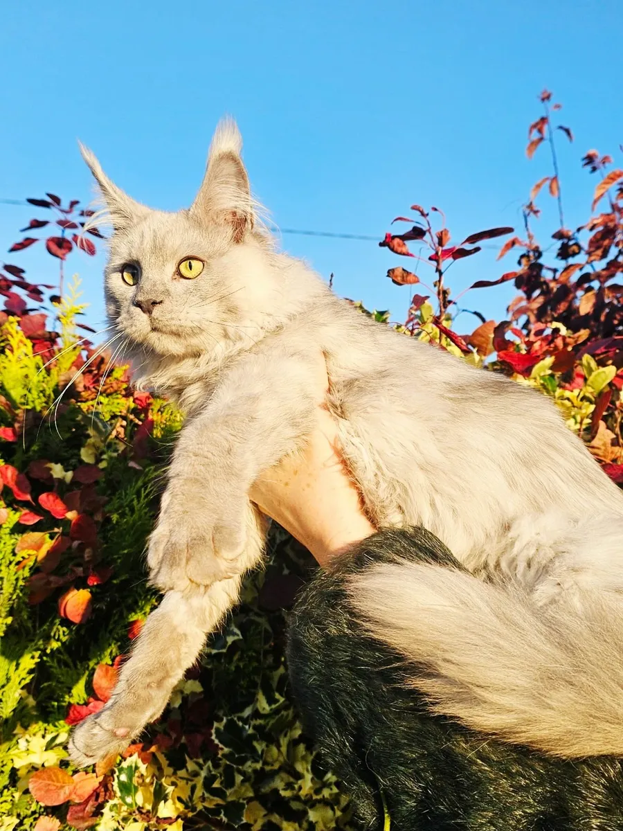 Maine coon male kitten - Image 4