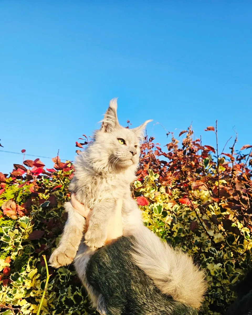 Maine coon male kitten - Image 1