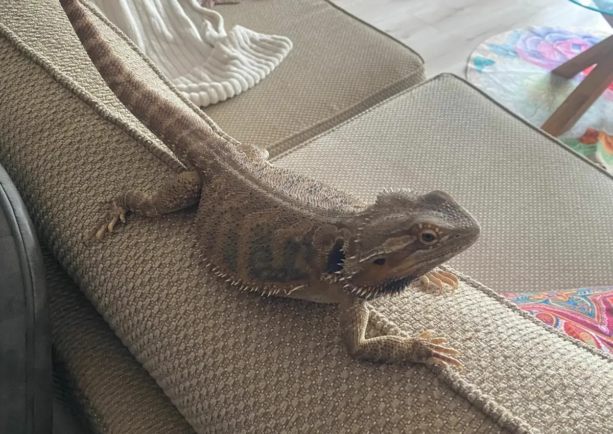 Bearded Dragon, Enclosure+Everything needed - Image 1