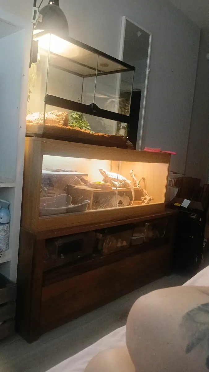 Bearded Dragon, Enclosure+Everything needed - Image 2