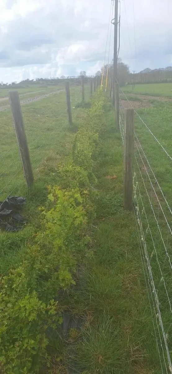 Native Hedging - Image 4