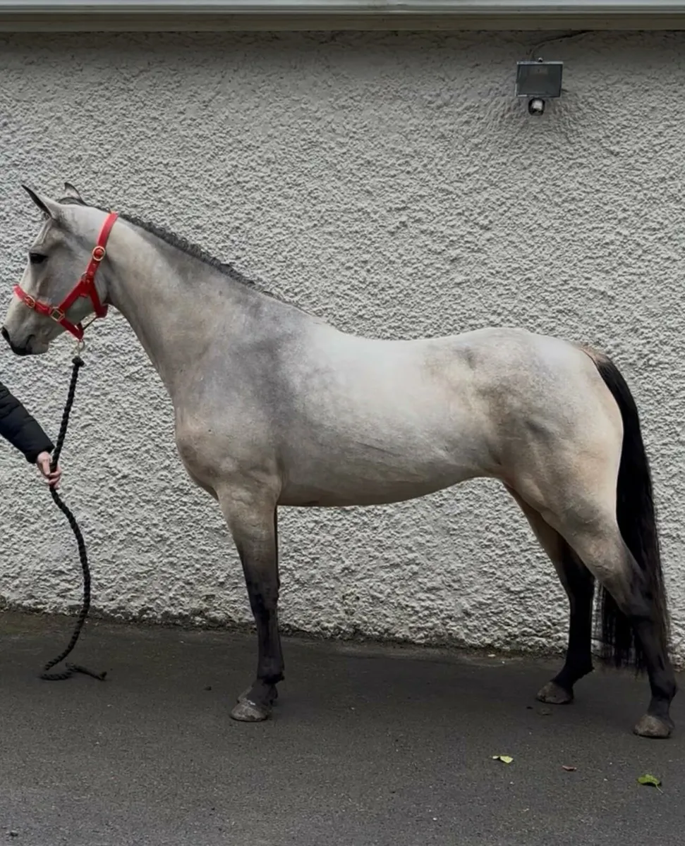 Rising 4 year Old Connemara filly - Image 1