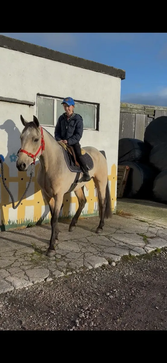 Rising 4 year Old Connemara filly - Image 3