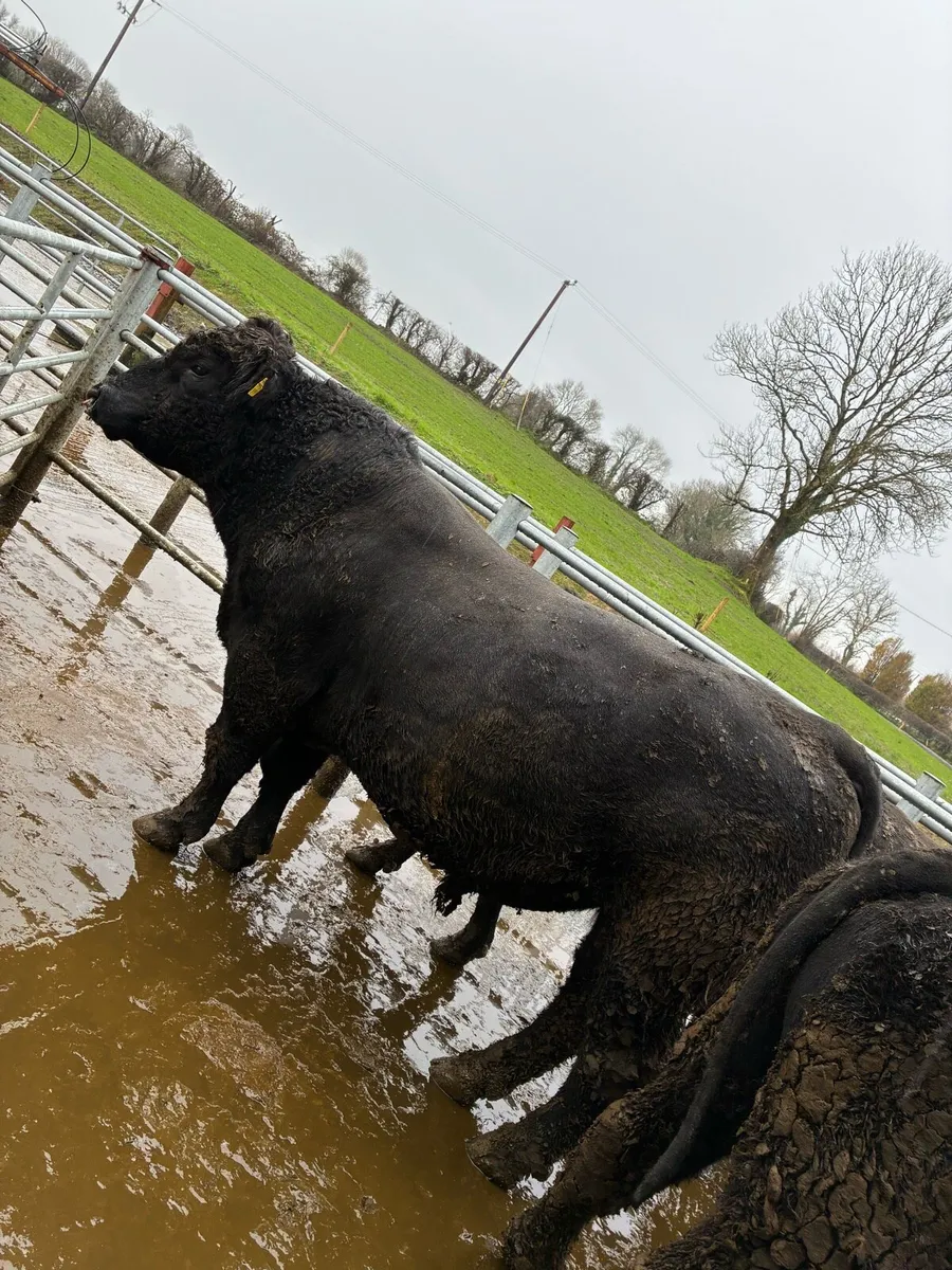 AA stock bulls - Image 1