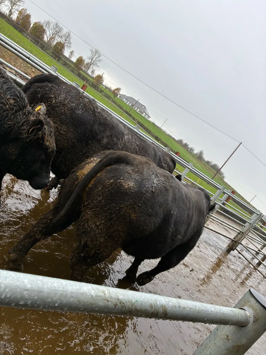 AA stock bulls - Image 4