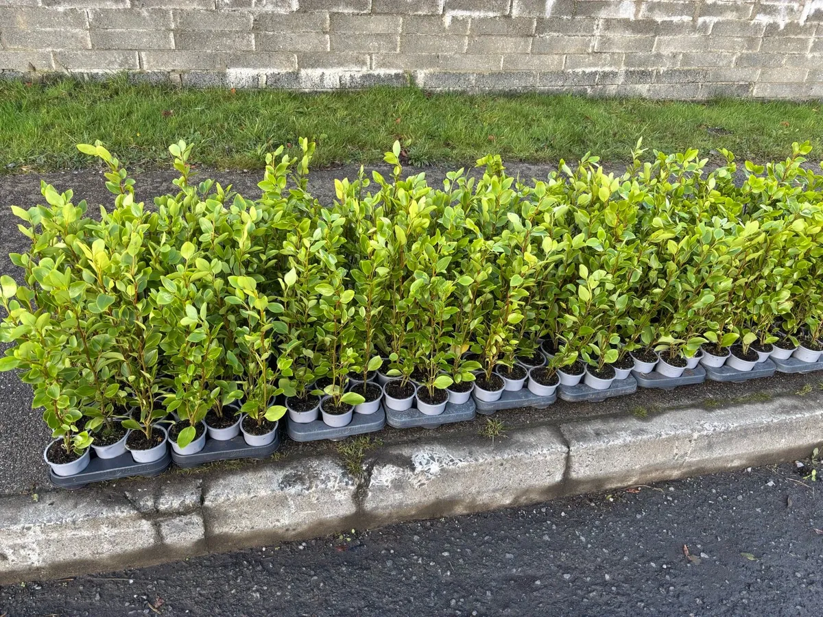 Griselinia hedging - Image 1
