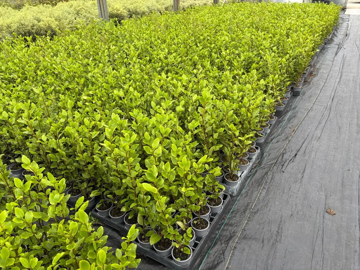 Griselinia hedging - Image 4