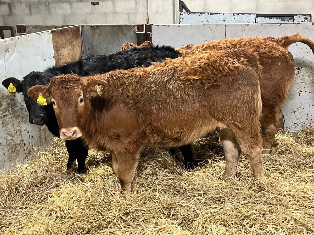 Smashing 280Kg LIM Heifer Weanlings - Image 1