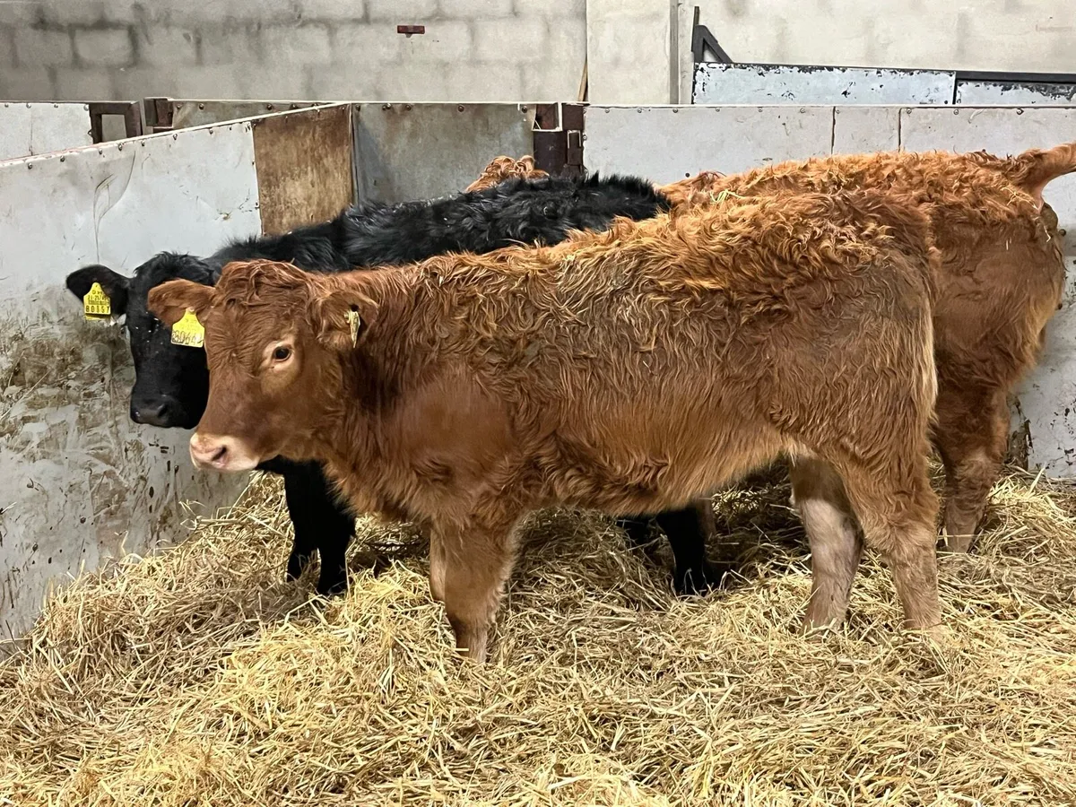 Smashing 280Kg LIM Heifer Weanlings - Image 2