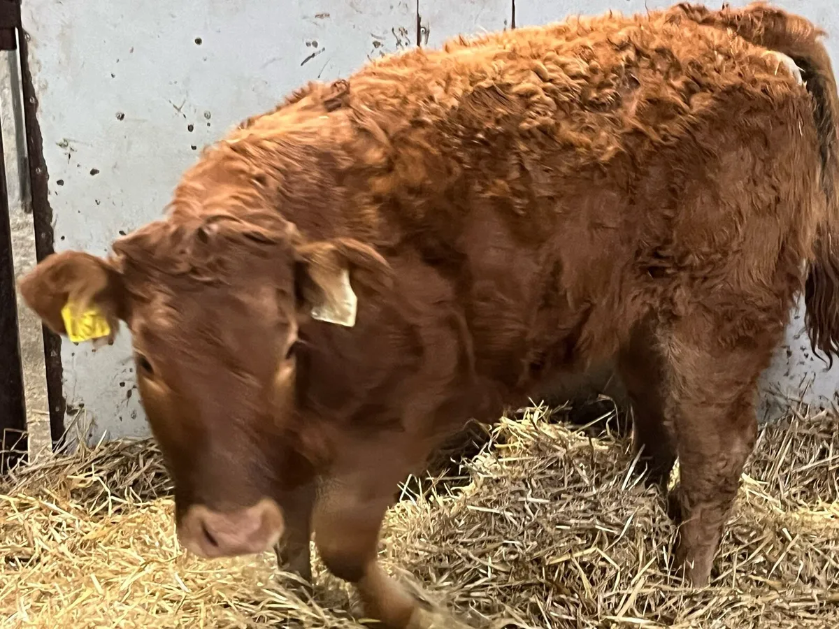 Smashing 280Kg LIM Heifer Weanlings - Image 3