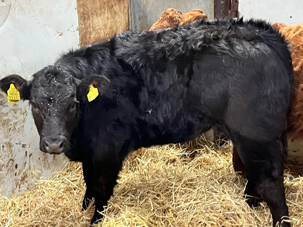 Smashing 280Kg LIM Heifer Weanlings - Image 4