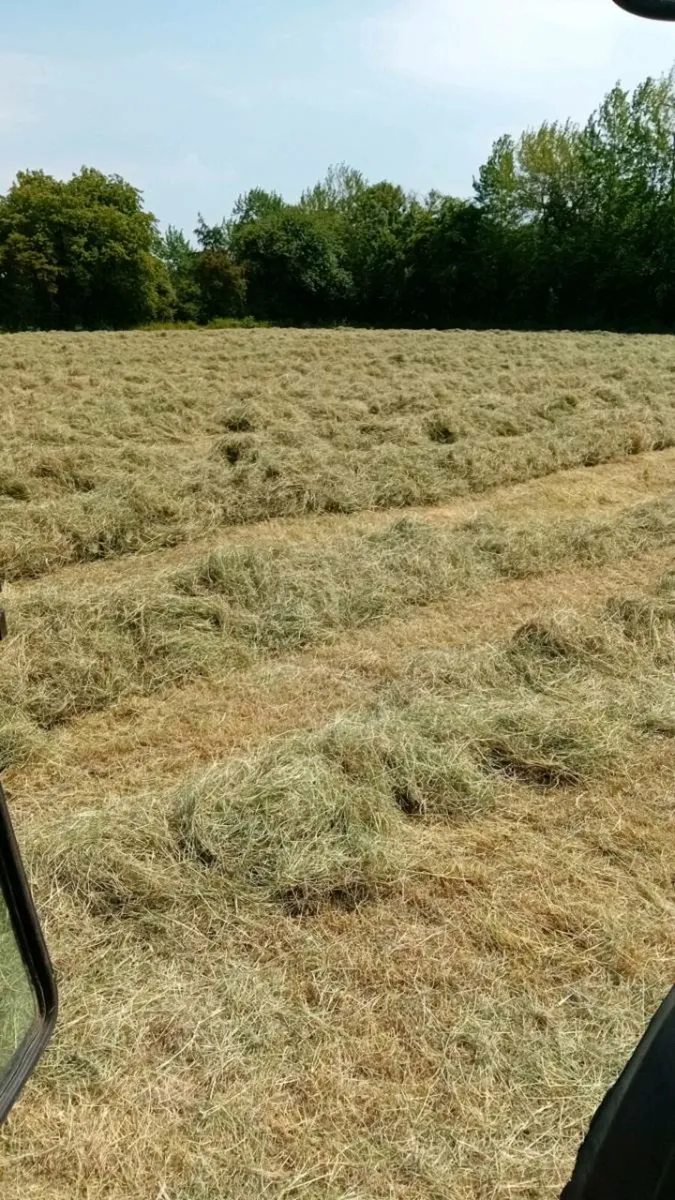 Hay - Image 1