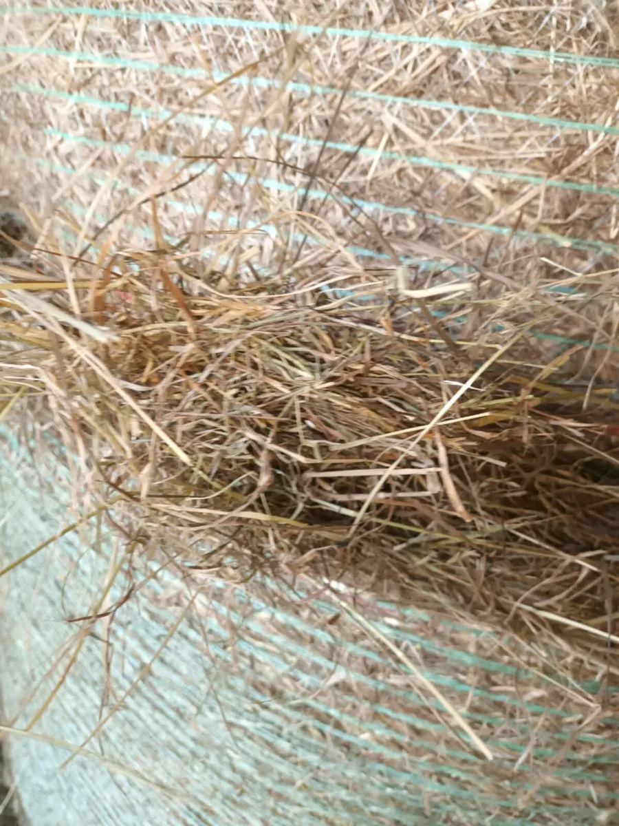Hay - Image 2