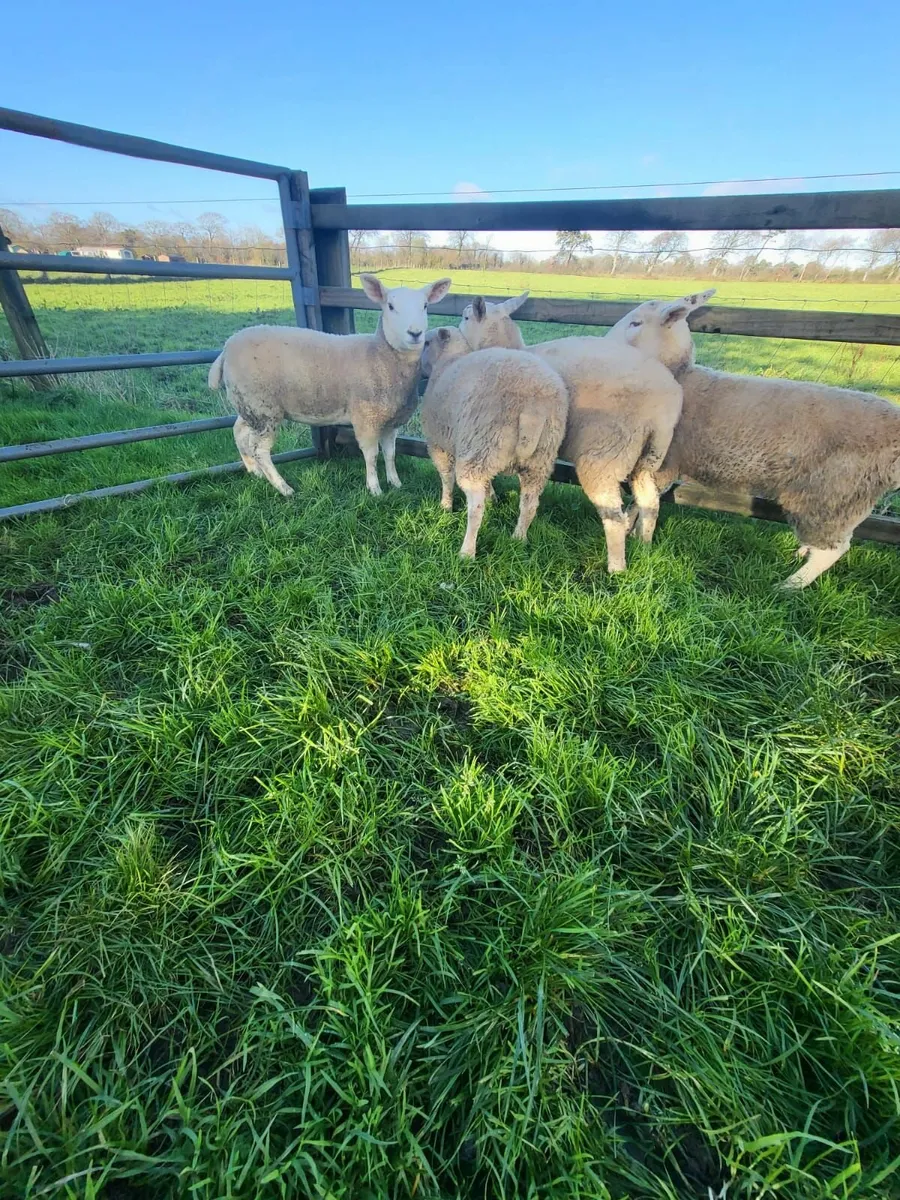 Ewe lambs - Image 4