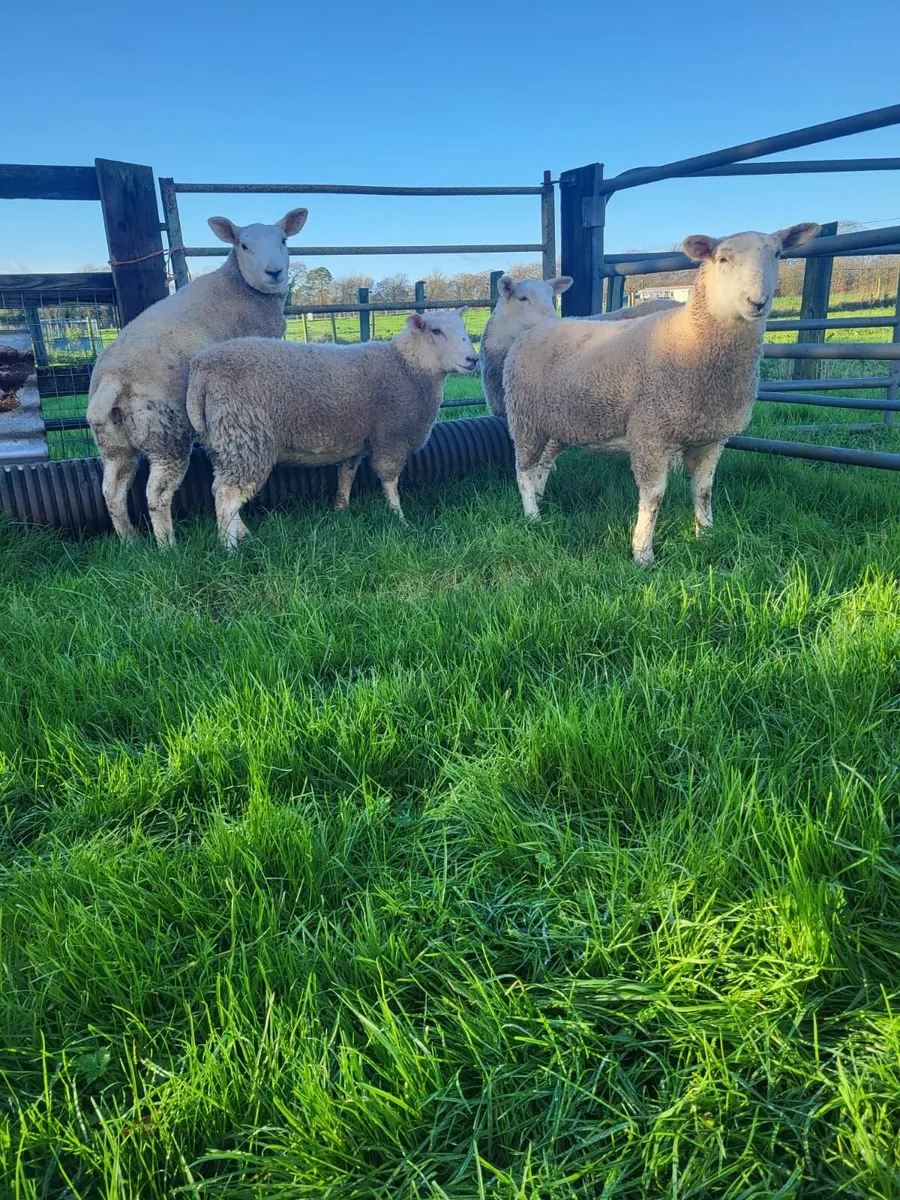 Ewe lambs - Image 1