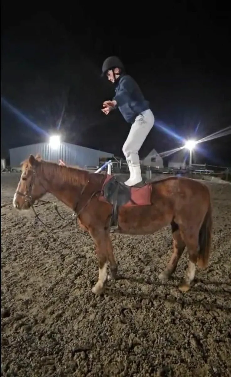 14.2 CONAMARA/THOROUGHBRED MARE - Image 2