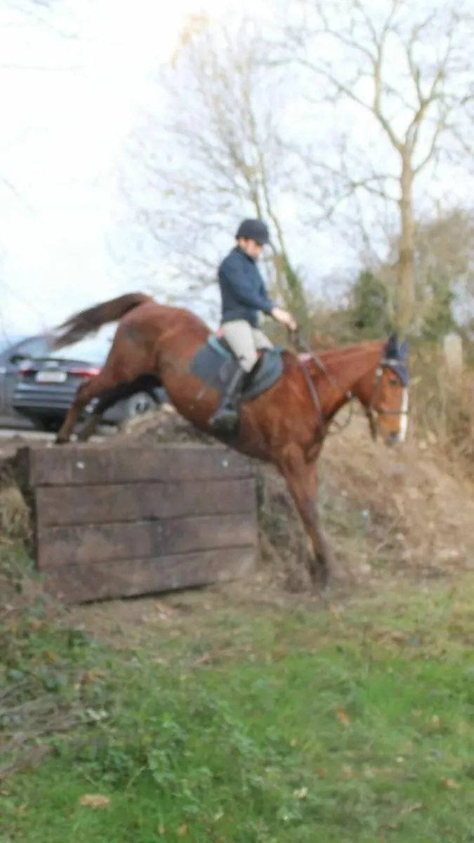 14.2 CONAMARA/THOROUGHBRED MARE - Image 1