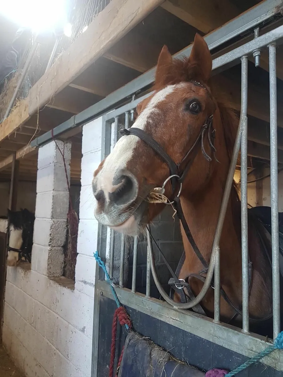 14.2 CONAMARA/THOROUGHBRED MARE - Image 4