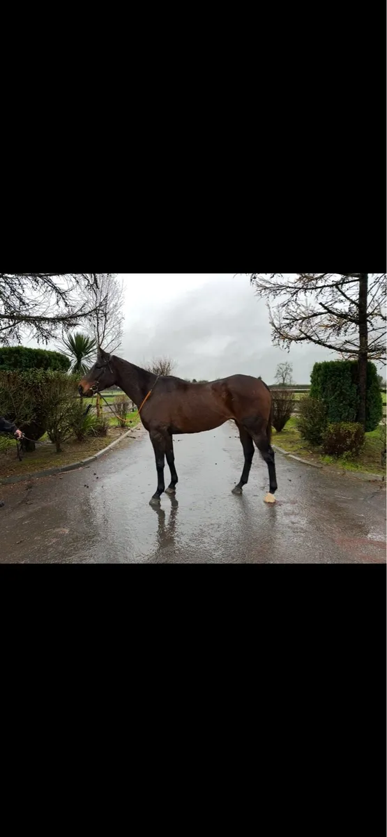 Elusive pimpernel 5 year old gelding - Image 2