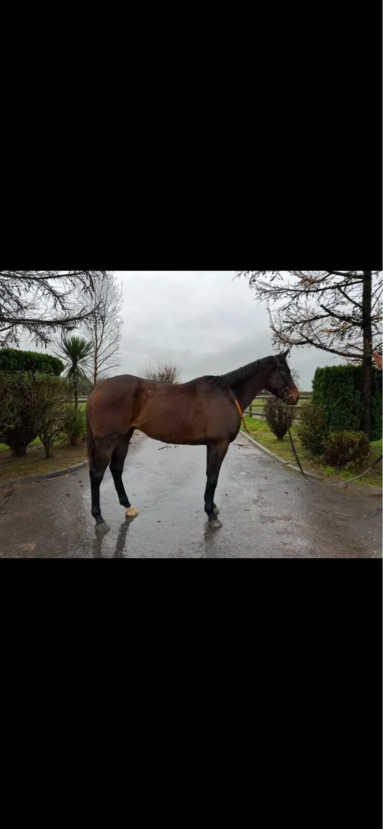 Elusive pimpernel 5 year old gelding - Image 3
