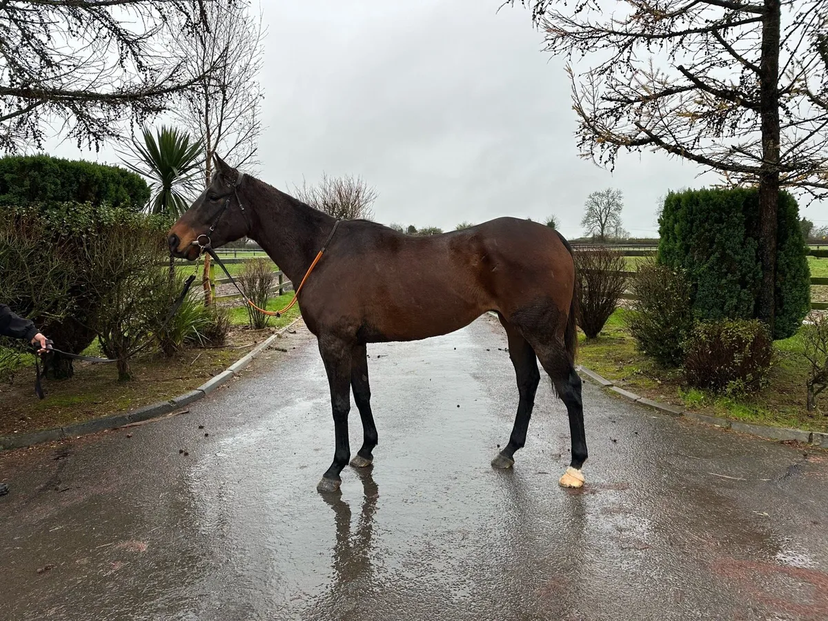 Elusive pimpernel 5 year old gelding - Image 1