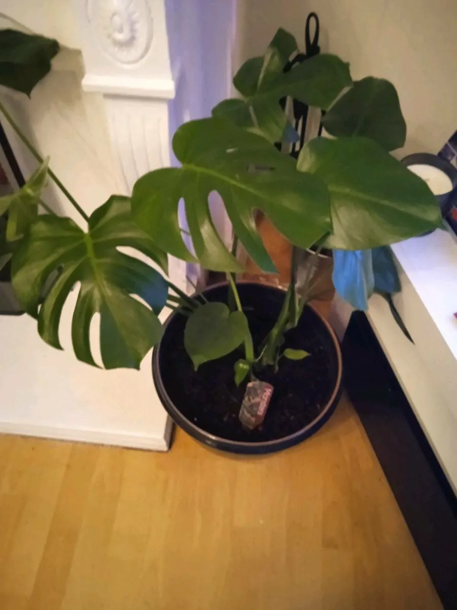 Monsteraplants - Image 1
