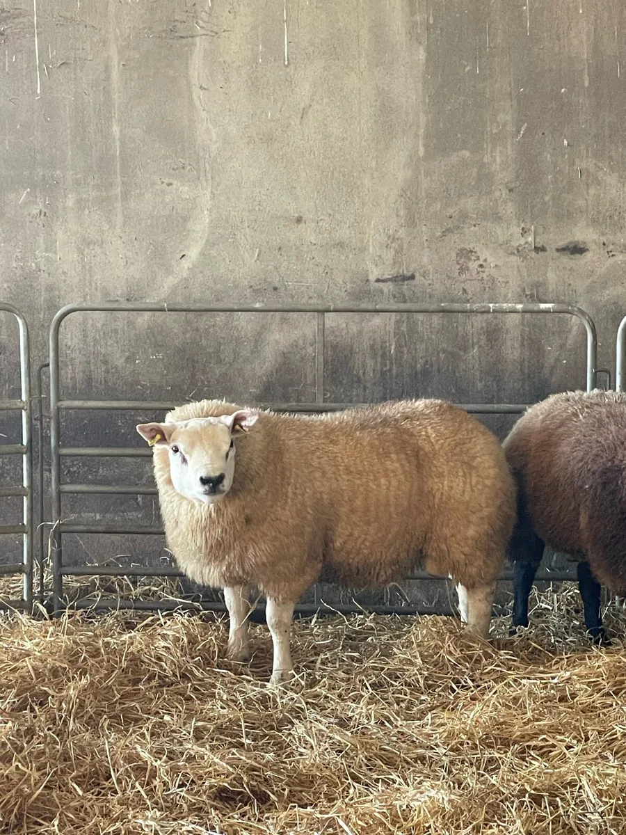 Pedigree ram lambs , texel and blue texel - Image 1