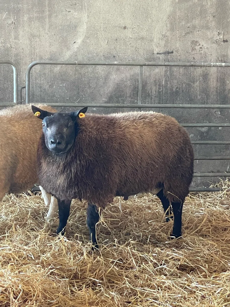 Pedigree ram lambs , texel and blue texel - Image 2