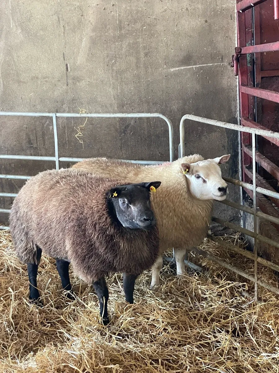 Pedigree ram lambs , texel and blue texel - Image 3
