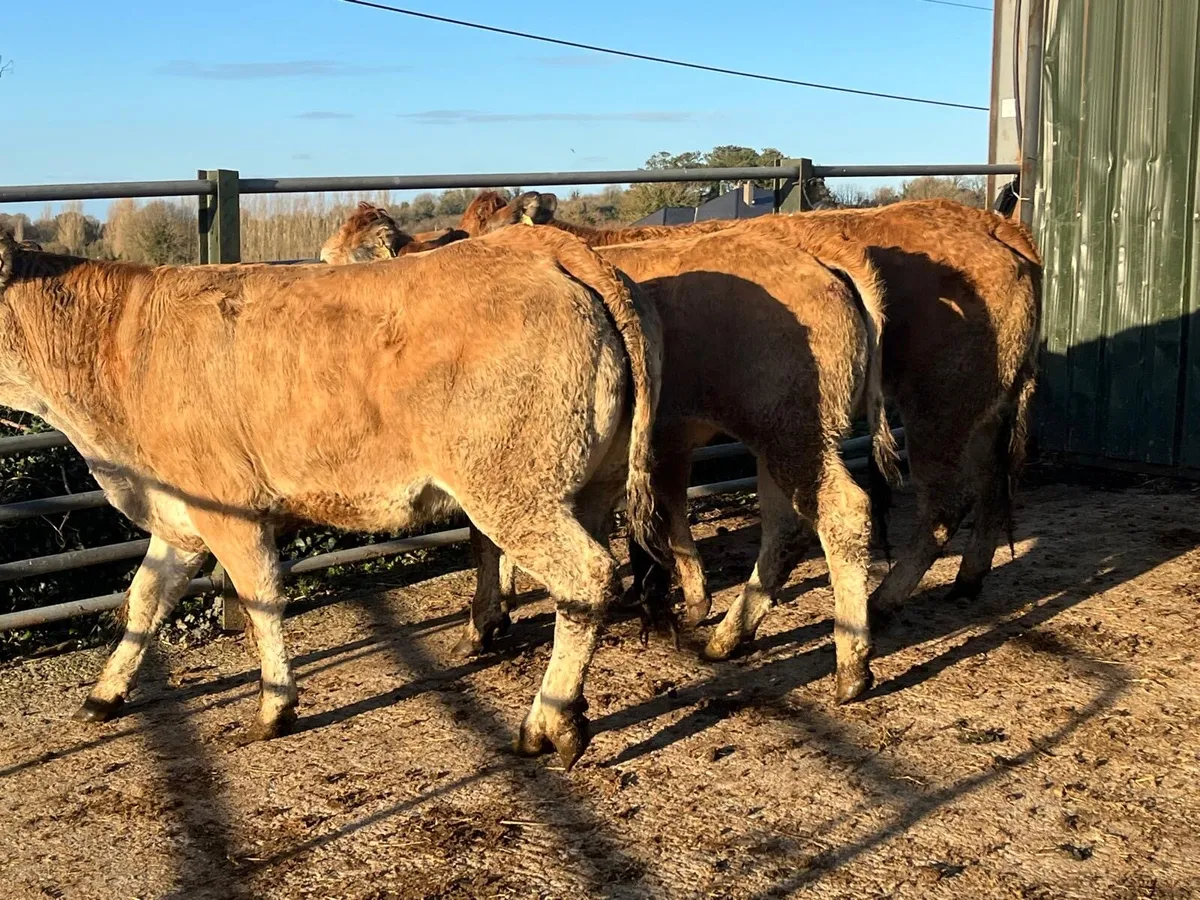 3 purebred parthenese store heifers - Image 1