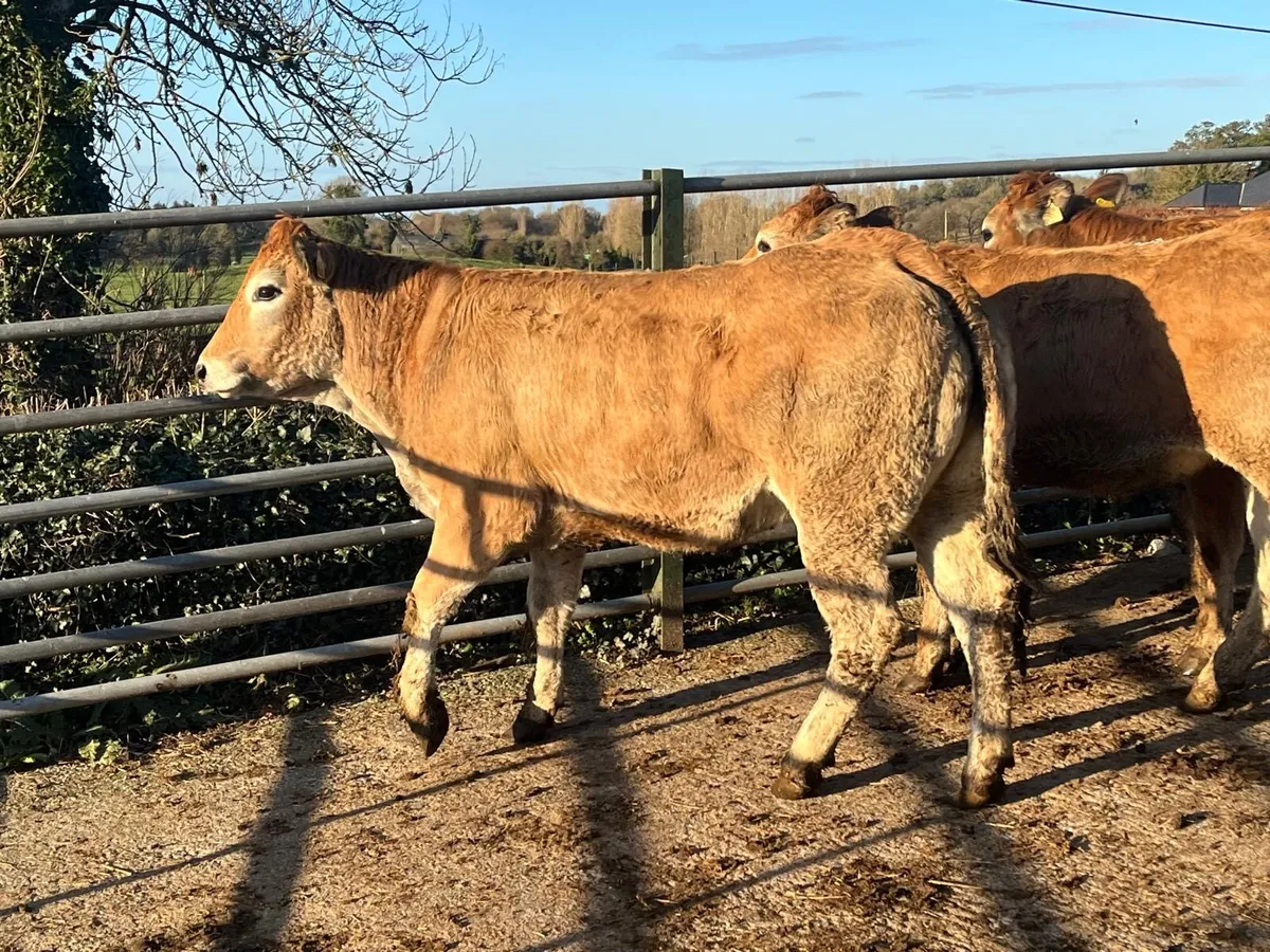 3 purebred parthenese store heifers - Image 2