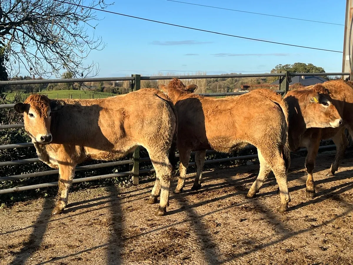 3 purebred parthenese store heifers - Image 3