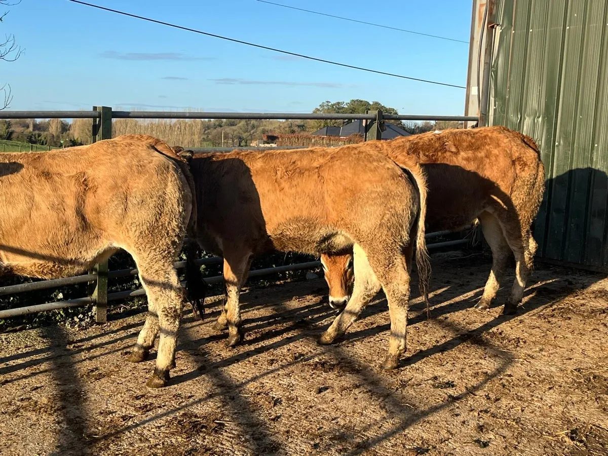 3 purebred parthenese store heifers - Image 4