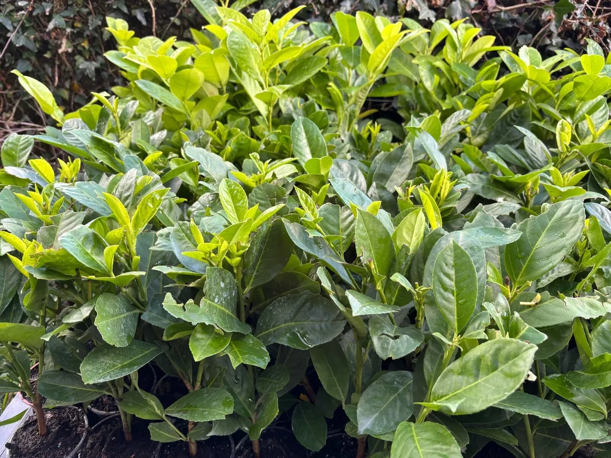 Laurel hedging plants - Potted - Image 4