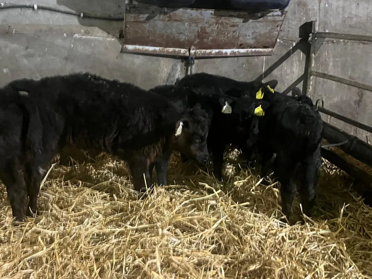 5 super Angus  heifer calf’s - Image 1