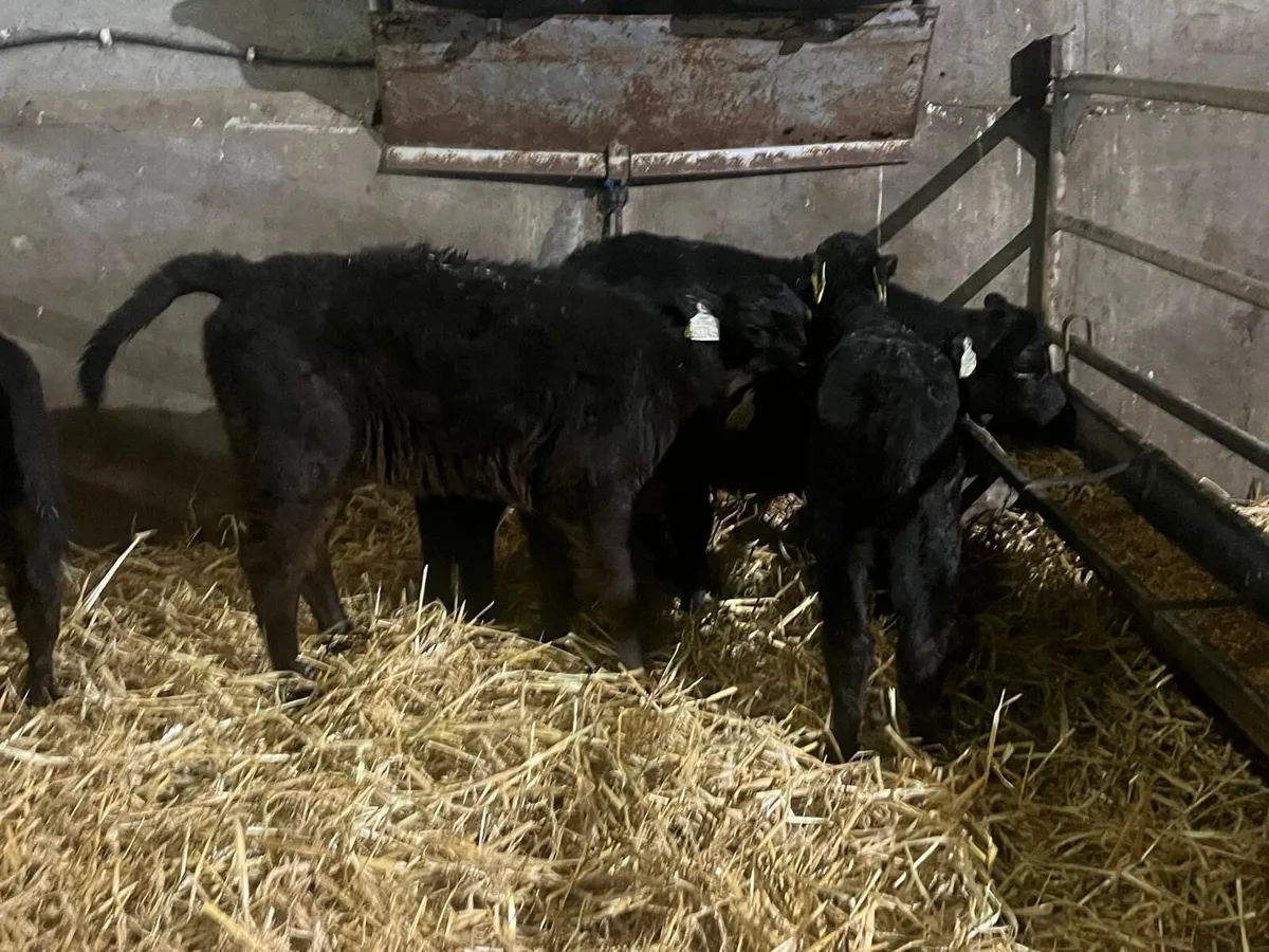 5 super Angus  heifer calf’s - Image 2