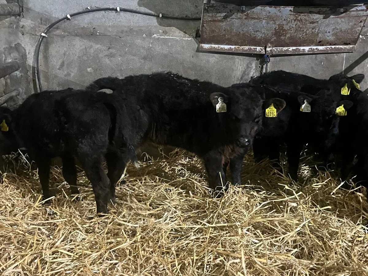 5 super Angus  heifer calf’s - Image 3