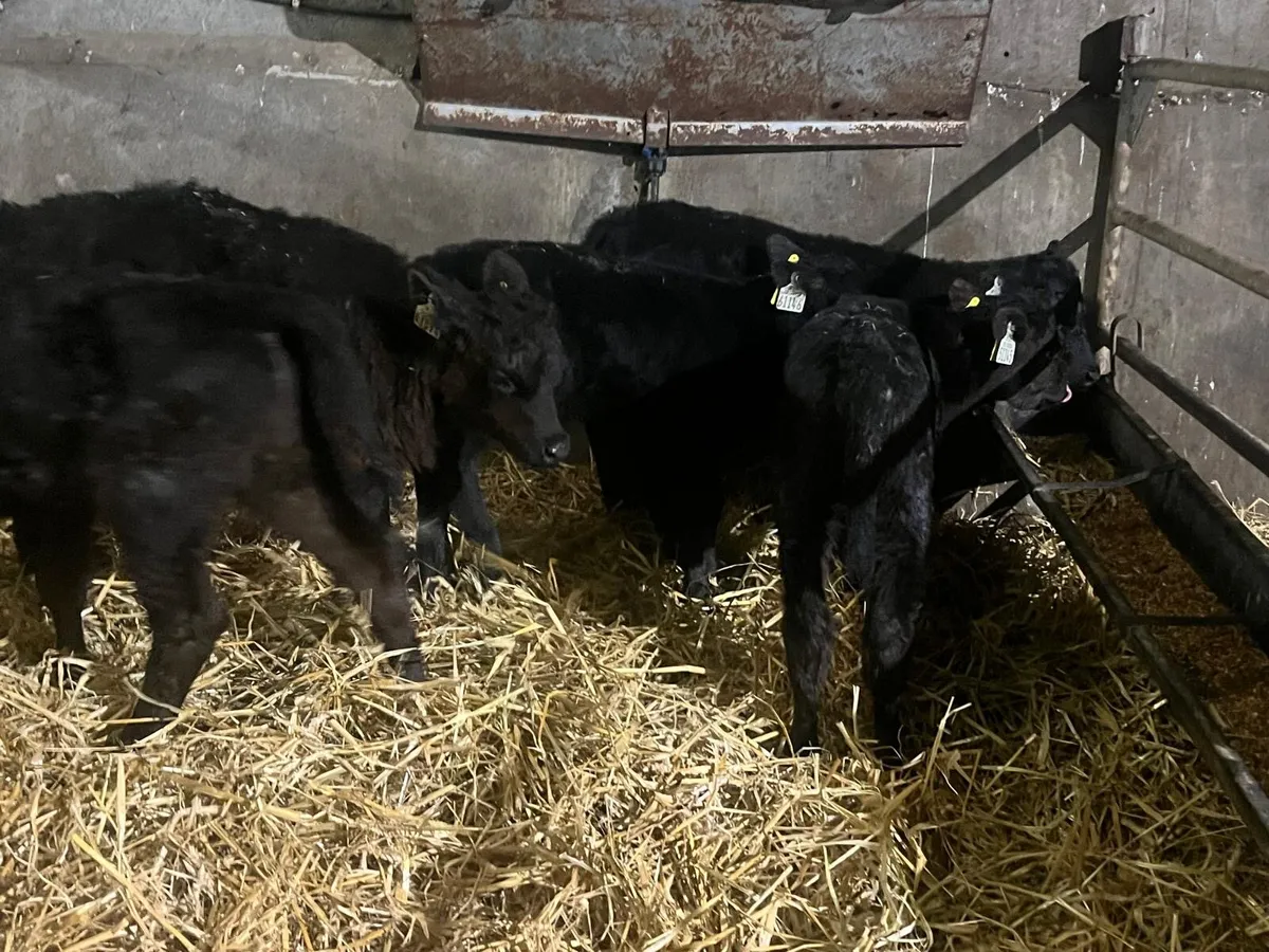 5 super Angus  heifer calf’s - Image 4