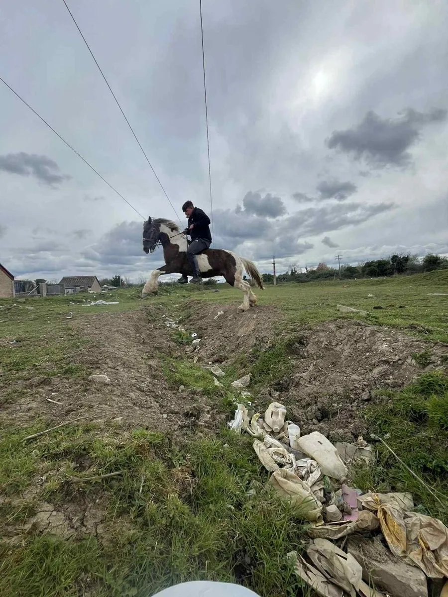 13.1 gelding pony - Image 1
