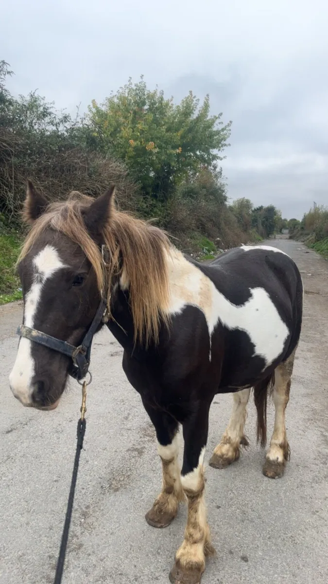 13.1 gelding pony - Image 2