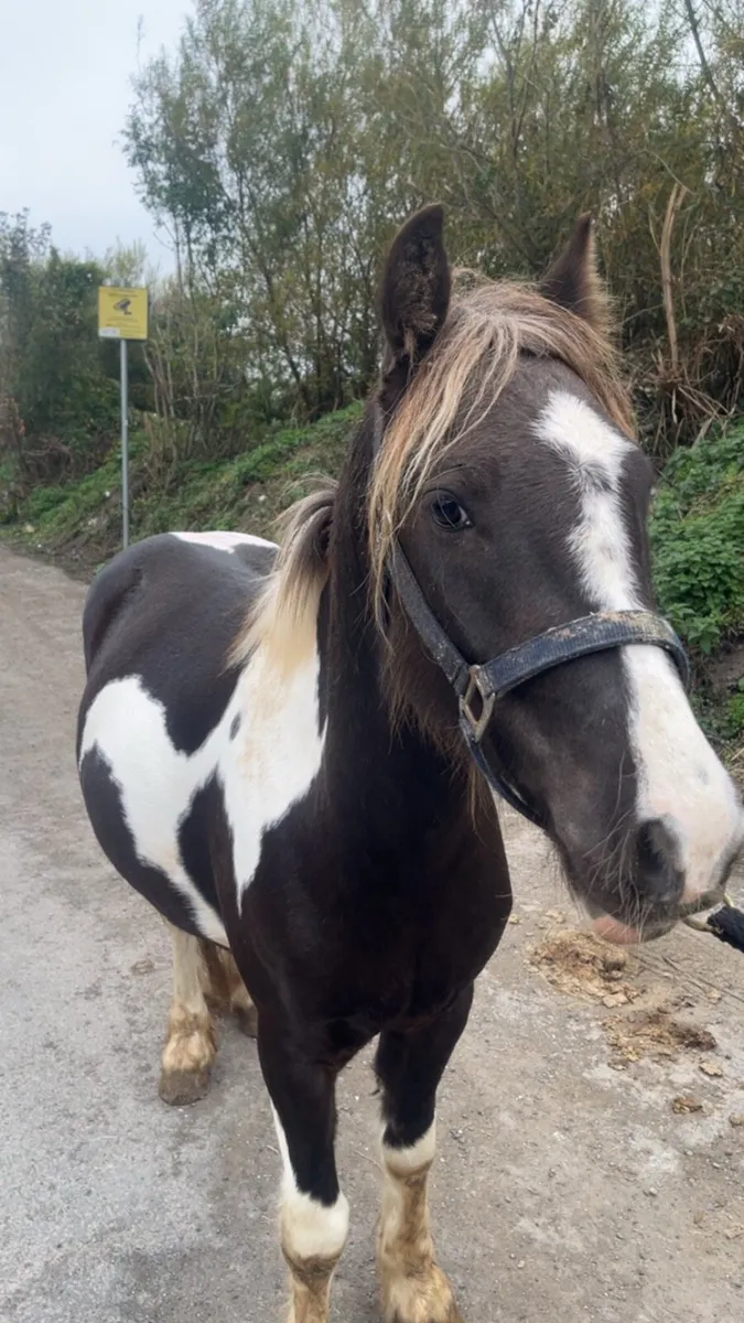 13.1 gelding pony - Image 3