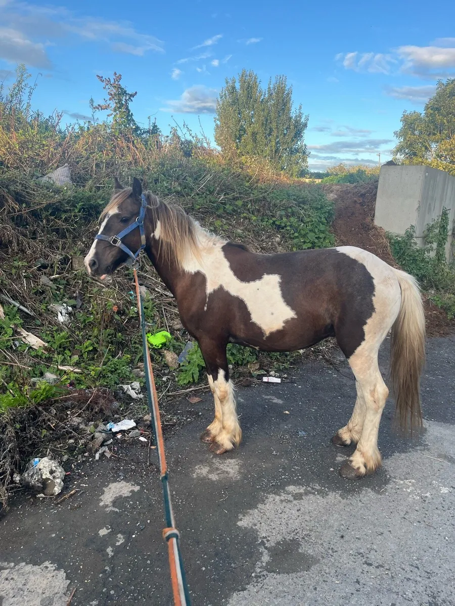 13.1 gelding pony - Image 4