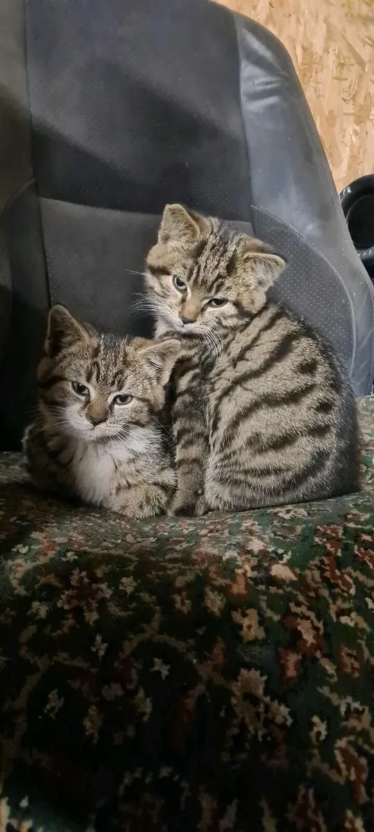 Kittens